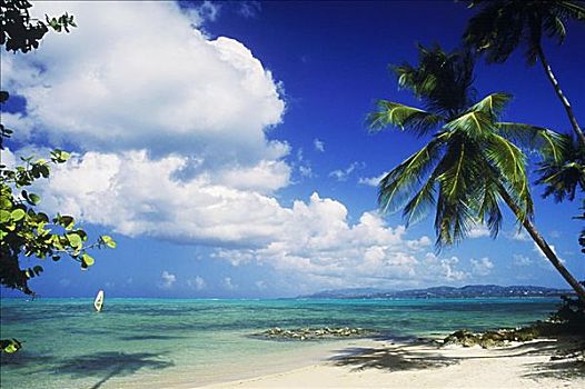 棕榈树,海滩,加勒比海