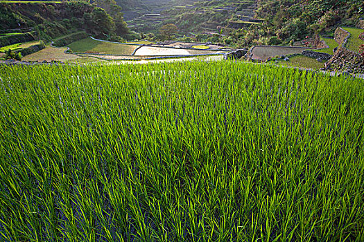 著名,稻米梯田,山脉,区域,靠近,巴纳韦,北方,吕宋岛,菲律宾