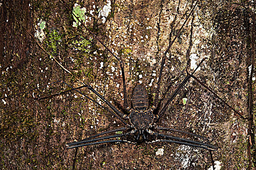 鞭子,蝎子,国家公园,亚马逊雨林,厄瓜多尔,南美