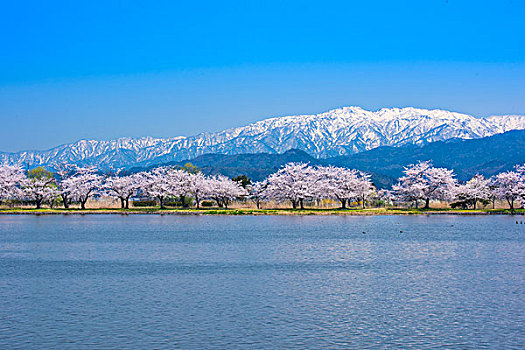 湖,山,樱桃树