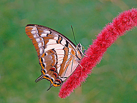 尾巴,丽蝶,成年,休息,头状花序,西澳大利亚,澳大利亚