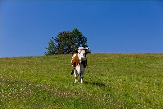 一个,母牛,站立,绿色,草地,蓝色背景,天空,背景