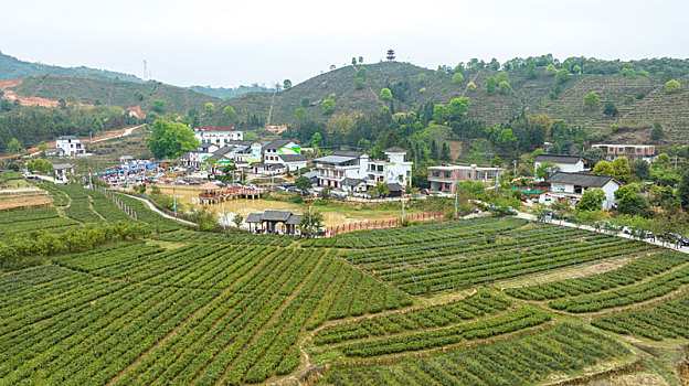 广西苍梧茶园景美乡村如画