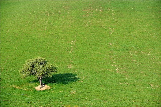 树,一个,乡野,地点