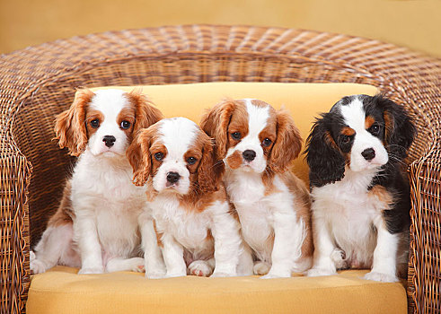 查尔斯王犬,布伦海姆,三种颜色,三个,小狗,10星期大,坐,柳条椅