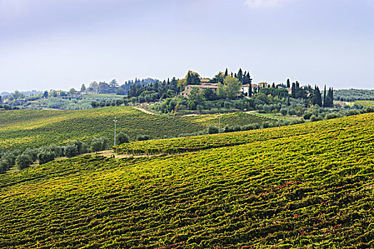 酿酒葡萄,葡萄园,波吉邦西,锡耶纳,托斯卡纳,意大利