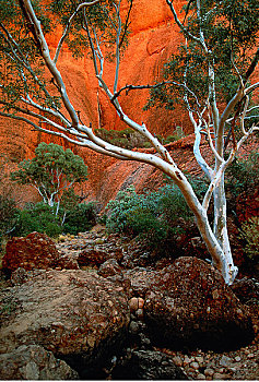 卡塔曲塔,奥加斯石群,北领地州,澳大利亚