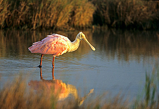 粉红琵鹭,南,岛屿,德克萨斯