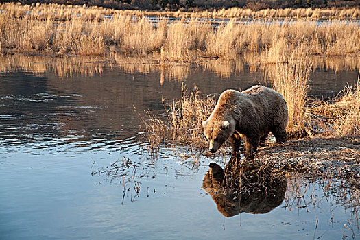 大灰熊,棕熊,觅食,湿地,卡特麦国家公园,阿拉斯加