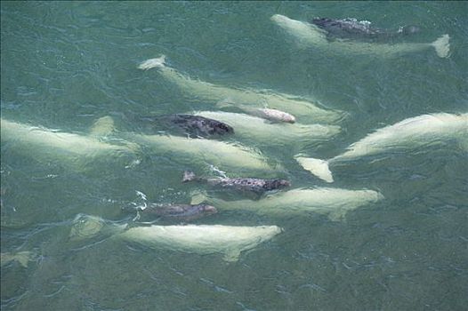 白鲸,母牛,幼兽,浅,湾流,加拿大