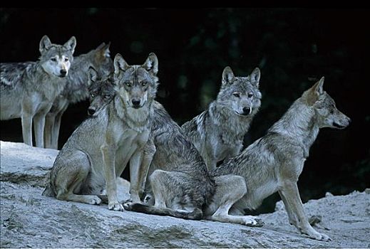 灰狼,狼,哺乳动物,牧群,冬天,雪,动物