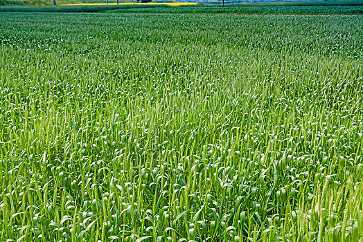 绿色麦子农田景观