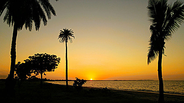 橙色,日落,上方,海洋,后面,棕榈树,斐济