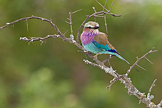 非洲,肯尼亚,紫胸佛法僧鸟,湖
