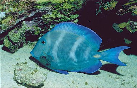 蓝色,鱼,海洋动物,海洋,水下,特克斯和凯科斯群岛,加勒比海,动物