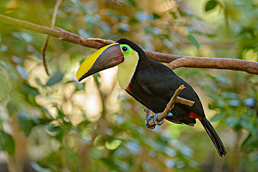 巨嘴鸟,栖息,树枝,俘获,阿拉胡埃拉,省,哥斯达黎加,北美
