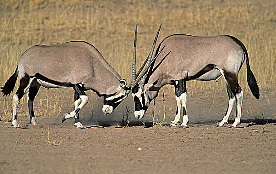 南非大羚羊,两个,争斗,卡拉哈迪大羚羊国家公园,卡拉哈里沙漠,南非