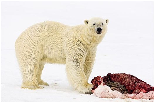 北极熊,海豹,畜体