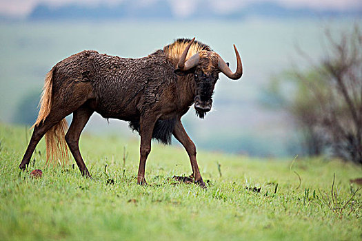 黑色,角马,雄性动物,自然保护区,南非