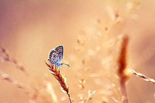 蝴蝶,自然