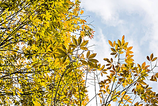 背景素材秋天的黄树叶