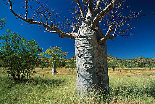 澳大利亚,猴面包树,树,西澳大利亚州