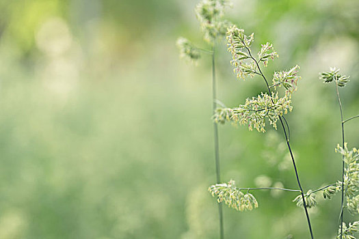 草地,杂草,草,夏天,乡村,风格,照相