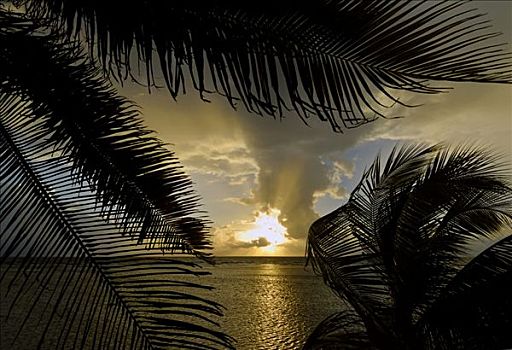 日出,风景,棕榈树,南,水,岛屿,伯利兹暗礁,加勒比海,中美洲
