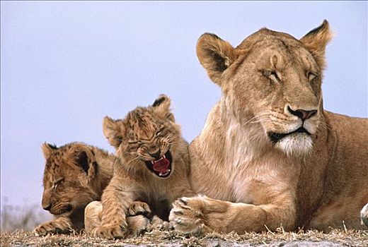 非洲狮,狮子,母兽,哈欠,幼兽,塞伦盖蒂国家公园,坦桑尼亚