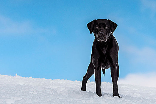 黑色拉布拉多犬,站立,雪地,蓝色背景,天空,亮光,云