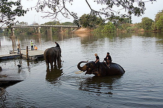 大象,动物,野生生物,泰国,东南亚,亚洲