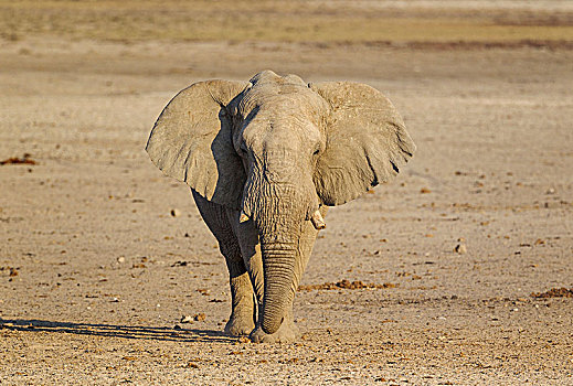 非洲象,雄性动物,道路,水坑,埃托沙国家公园,纳米比亚,非洲