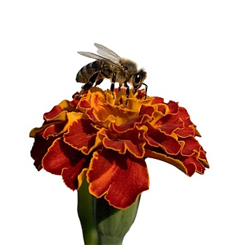 花,金盏花,蜜蜂