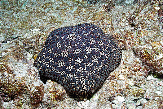 海星,珊瑚,礁石,马尔代夫