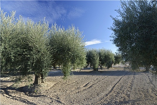 橄榄树,种植园