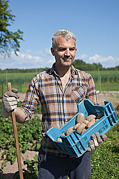 成熟,男人,板条箱,收获,土豆,花园