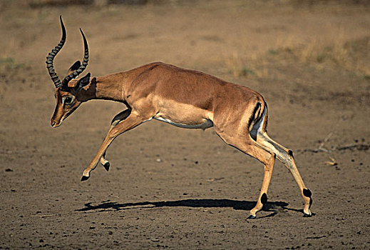 黑斑羚,跑,克鲁格国家公园,南非,非洲