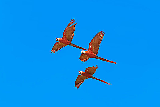 三个,深红色,金刚鹦鹉,绯红金刚鹦鹉,飞行,奥撒半岛,科尔科瓦多,国家公园,哥斯达黎加,中美洲
