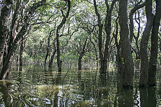沼泽,自然,柬埔寨
