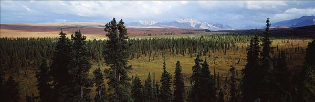 北方针叶林,秋天,彩色,苔原,德纳利国家公园和自然保护区,阿拉斯加