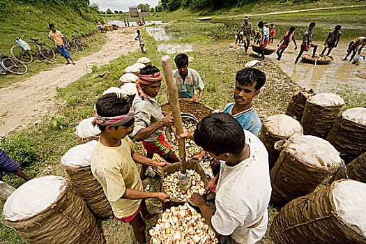 农民,洗,包装,芽,市场,出售,六月,2007年