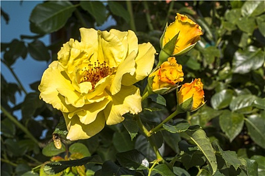 一个,漂亮,黄玫瑰