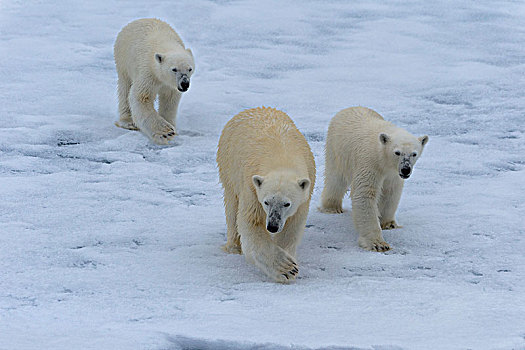 北极熊,两个,幼兽,浮冰,斯匹次卑尔根岛,岛屿,斯瓦尔巴群岛,挪威,欧洲