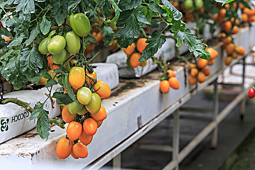 立体栽培西红柿