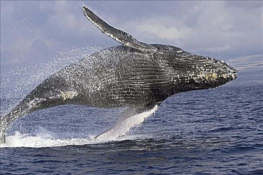 夏威夷,驼背鲸,大翅鲸属,鲸鱼,鲸跃
