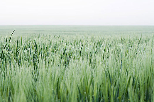 小麦田,地平线,背景