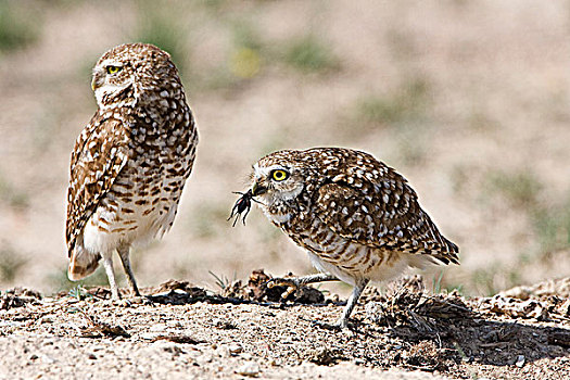 穴鸮,雌性,右边,吃,土地,蟋蟀,雄性,左边,巢穴,普韦布洛,西部,科罗拉多