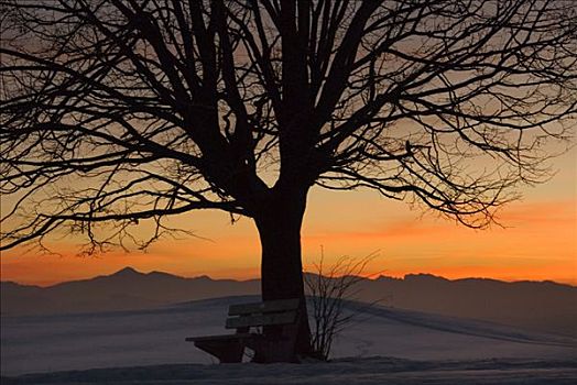 孤树,长椅,日落,冬天,上巴伐利亚,德国