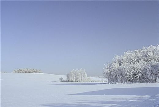 冬季风景,积雪,小树林,靠近,矿,山峦,萨克森,德国