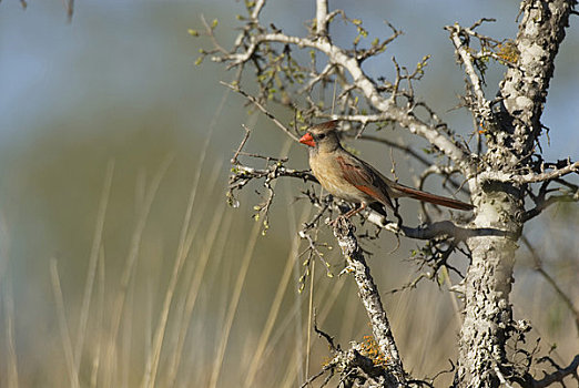 美国,德克萨斯,丘陵地区,靠近,猎捕,主红雀,雌性,树上